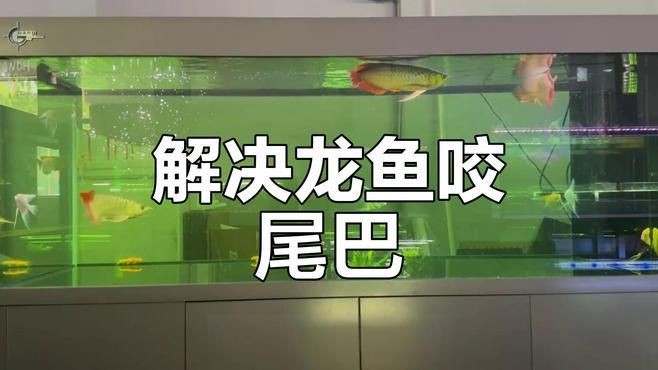 龍魚尾巴被咬爛后多久會恢復