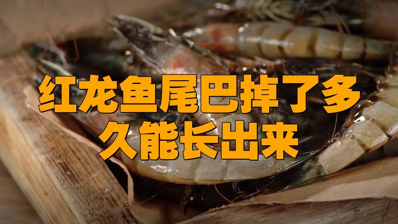 龍魚尾巴被咬爛后多久會恢復