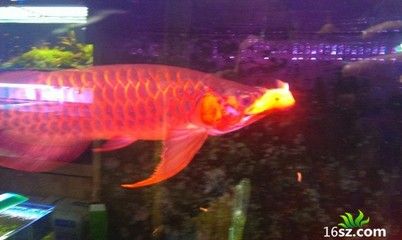 龍魚需不需要燈照：龍魚確實需要人工燈照，選擇和使用燈照時需要考慮多個因素