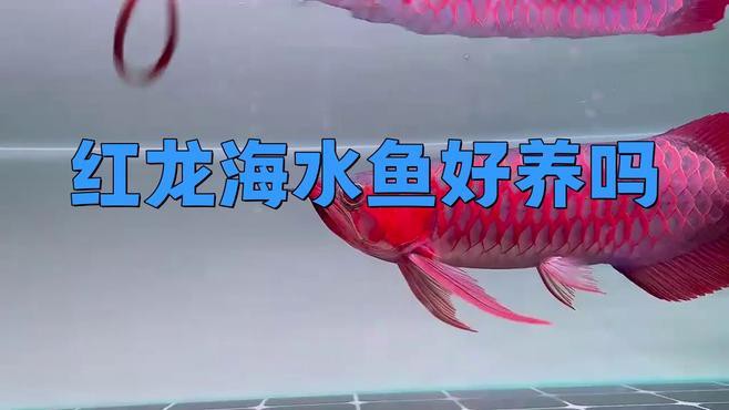 紅龍魚海水魚怎么養(yǎng)
