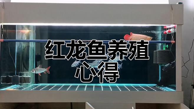 紅龍魚海水魚怎么養