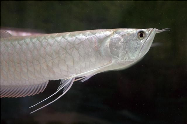 龍魚長黑斑（龍魚身上出現黑斑可能由多種因素引起，可能是多種因素引起） 龍魚長黑斑（龍魚身上出現黑斑可能由多種因素引起，可能是多種因素引起） 龍魚百科 第3張