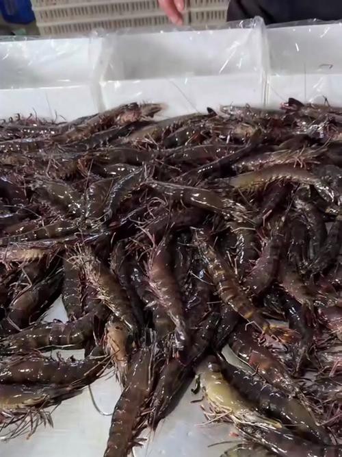 小龍魚黑虎蝦