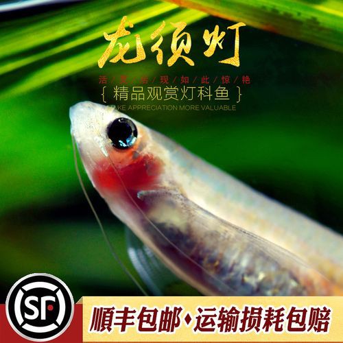 小龍魚黑虎蝦