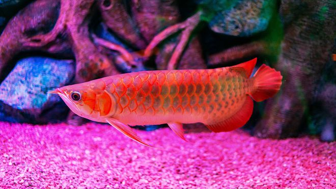 養龍魚好不好怎么判斷：如何挑選和飼養龍魚 養龍魚好不好怎么判斷：如何挑選和飼養龍魚 龍魚百科 第3張