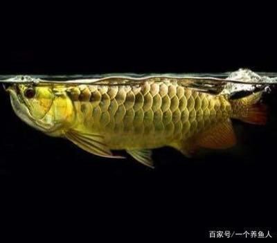 龍魚怎么長的寬（如何讓龍魚長得更寬）