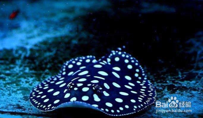 皇冠魟魚純血品種，皇冠魟魚純血品種鑒賞與飼養指南，純血品種的鑒賞與飼養指南