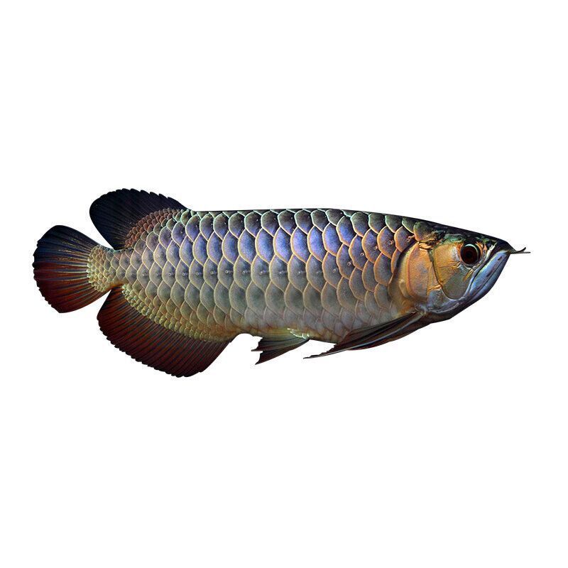斯威尼關刀和龍魚混養