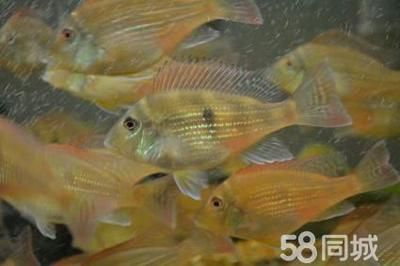斯威尼關刀和龍魚混養