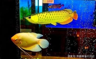 招財(cái)魚和龍魚和龍魚混養(yǎng)技術(shù)大型招財(cái)魚和龍魚混養(yǎng)教程：招財(cái)魚和什么魚混養(yǎng)好