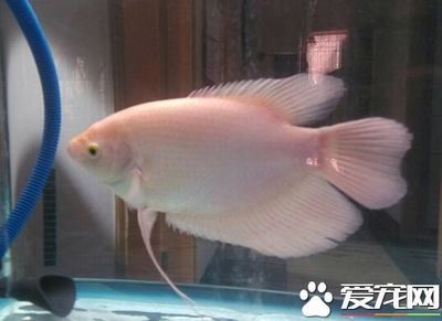 招財(cái)魚和龍魚和龍魚混養(yǎng)技術(shù)大型招財(cái)魚和龍魚混養(yǎng)教程：招財(cái)魚和什么魚混養(yǎng)好