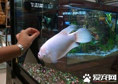 招財(cái)魚和龍魚和龍魚混養(yǎng)技術(shù)大型招財(cái)魚和龍魚混養(yǎng)教程：招財(cái)魚和什么魚混養(yǎng)好