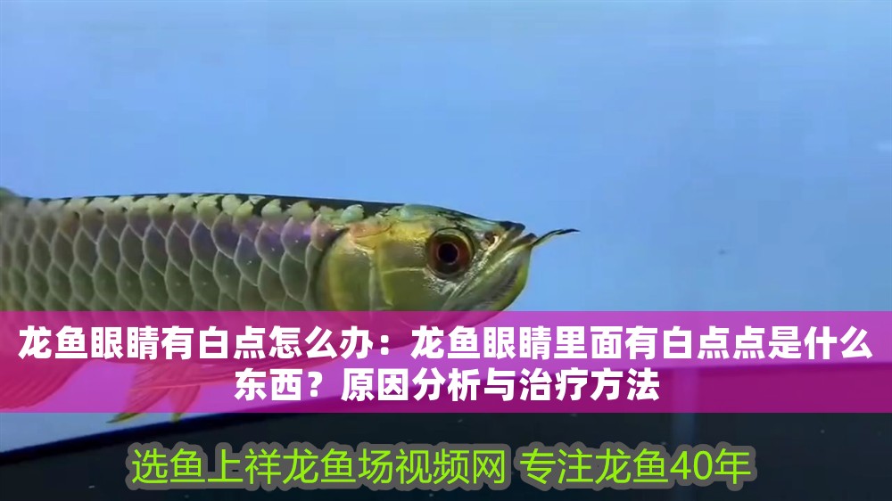 龍魚眼睛有白點怎么辦：龍魚眼睛里面有白點點是什么東西？原因分析與治療方法