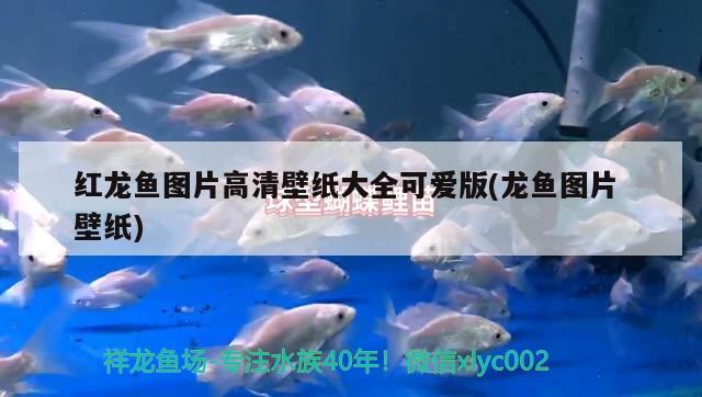 紅龍魚圖片高清壁紙大全可愛版(龍魚圖片壁紙)