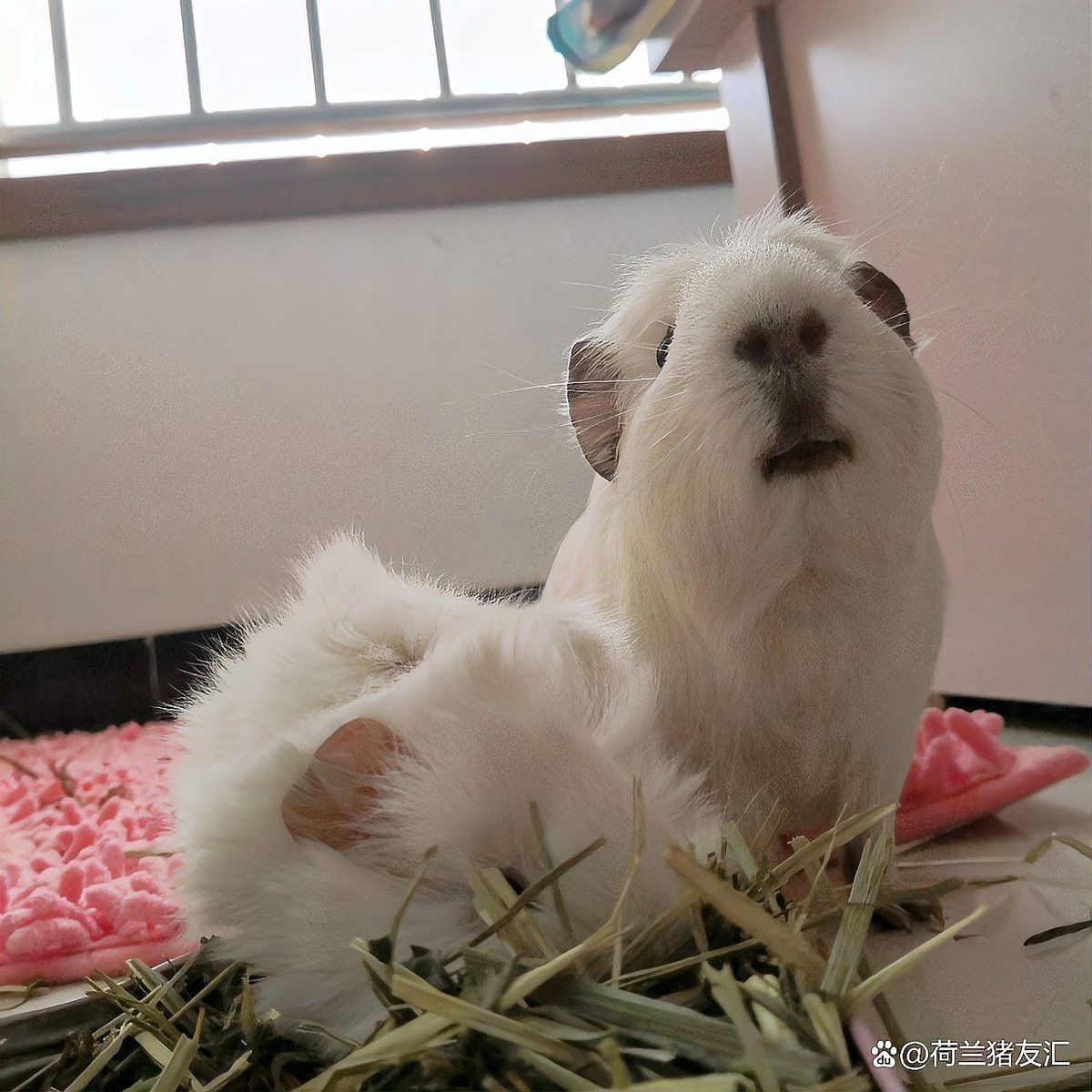 龍貓和荷蘭豬的食物有何不同？