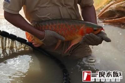 紅龍魚什么叫通貨魚：紅龍魚通常是指在紅龍魚市場中品質較為普通、常見、常見