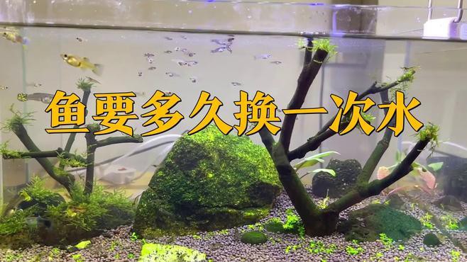 過背金龍魚多久換一次水？