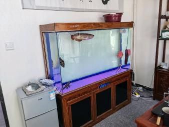 龍魚虎魚混養尺寸多大好:龍魚和虎魚混養尺寸的選擇是一個非常重要的因素 龍魚百科 第3張 龍魚虎魚混養尺寸多大好:龍魚和虎魚混養尺寸的選擇是一個非常重要的因素 龍魚虎魚混養尺寸多大好:龍魚和虎魚混養尺寸的選擇是一個非常重要的因素 龍魚百科 第3張