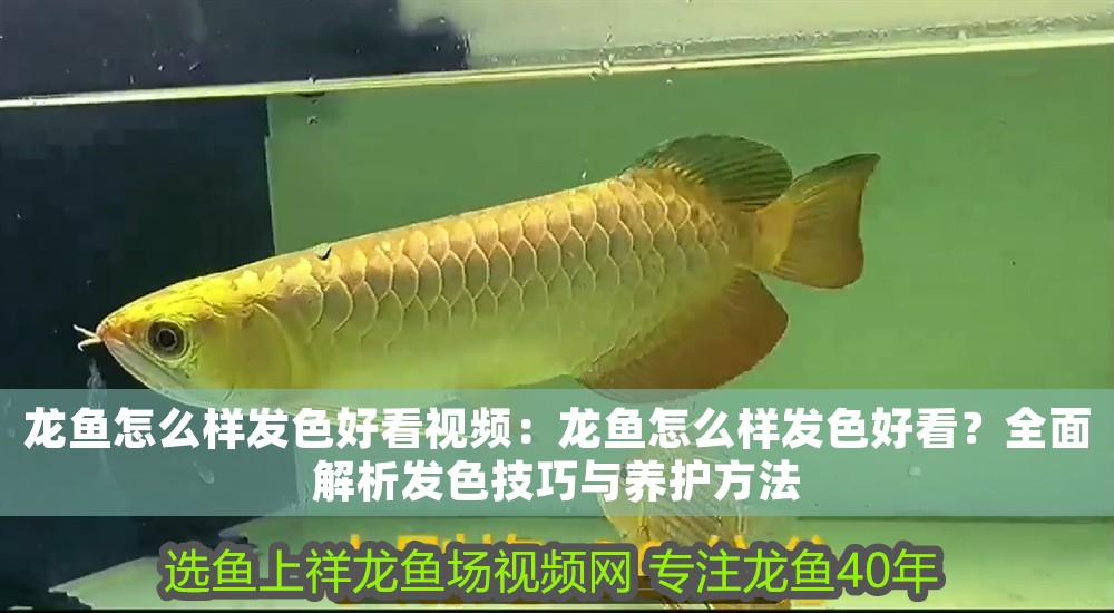 龍魚怎么樣發色好看視頻：龍魚怎么樣發色好看？全面解析發色技巧與養護方法