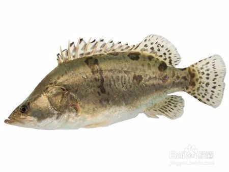 龍魚怎么樣發色好看視頻：龍魚怎么樣發色好看？全面解析發色技巧與養護方法