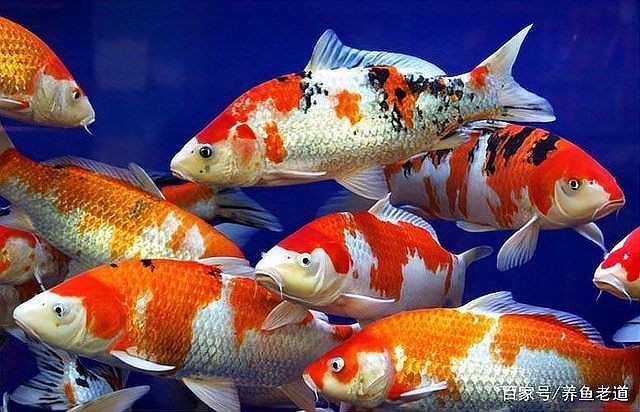 龍魚長大了魚缸小了怎么辦 龍魚百科 第2張 龍魚長大了魚缸小了怎么辦 龍魚長大了魚缸小了怎么辦 龍魚百科 第2張