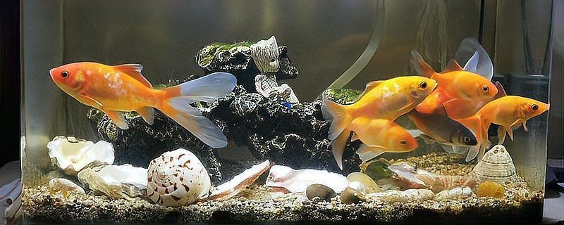 龍魚長大了魚缸小了怎么辦 龍魚百科 第4張 龍魚長大了魚缸小了怎么辦 龍魚長大了魚缸小了怎么辦 龍魚百科 第4張