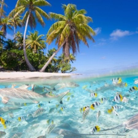 魚交叉感染了放土霉素可以嗎