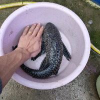 魚交叉感染了放土霉素可以嗎