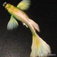 魚交叉感染了放土霉素可以嗎