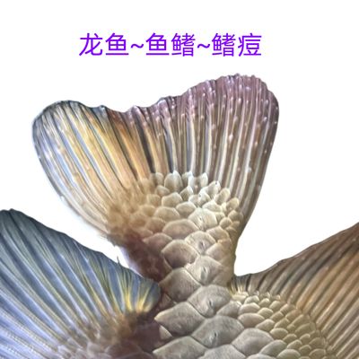 龍魚散尾多久能好：龍魚散尾后如何正確用藥