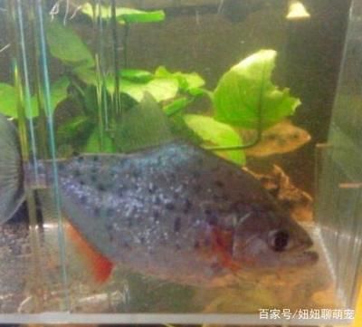 銀板魚最佳飼養環境設置：銀板魚最佳飼養環境設置要點