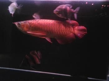 銀板魚最佳飼養環境設置：銀板魚最佳飼養環境設置要點