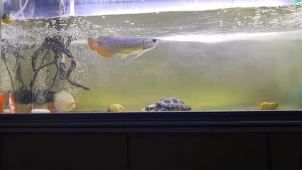 高背金龍魚可以養成過背嗎怎么養活：過背金龍魚與高背金龍魚區別