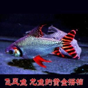 普通龍魚大概多少錢一條啊：龍魚的價格和收藏價值