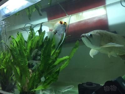 龍魚尾巴有點爛了怎么辦啊：龍魚尾巴爛了怎么辦