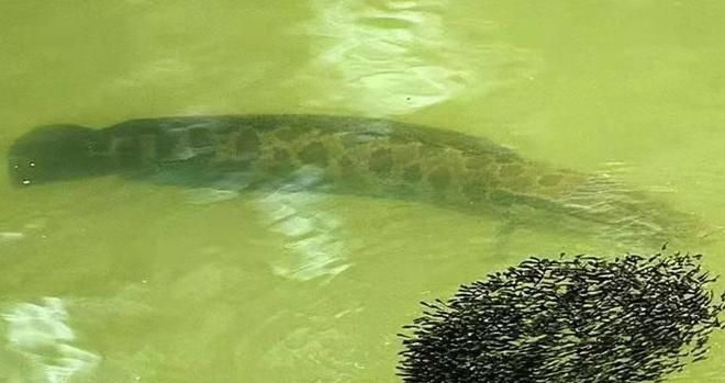 龍魚有卵了怎么辦？：龍魚有卵了怎么辦 龍魚有卵了怎么辦？：龍魚有卵了怎么辦 龍魚百科 第3張