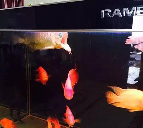 金龍魚嘴巴 金龍魚嘴巴 龍魚百科 第2張