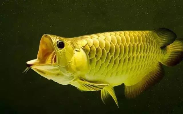 金龍魚嘴巴 金龍魚嘴巴 龍魚百科 第1張