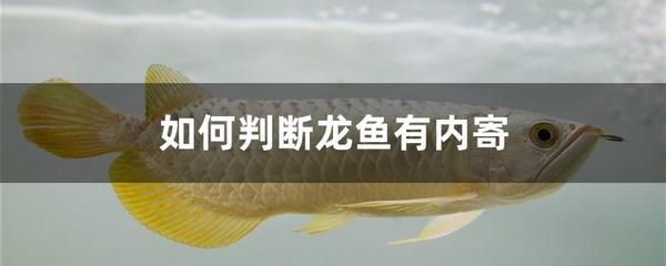 龍魚怎么預(yù)防內(nèi)寄：如何預(yù)防龍魚內(nèi)寄 龍魚怎么預(yù)防內(nèi)寄：如何預(yù)防龍魚內(nèi)寄 龍魚百科 第2張