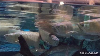 巴西亞比龍魚大可以嗎（巴西亞魚與龍魚混養(yǎng)時(shí)，體型匹配是重要因素的考慮因素）