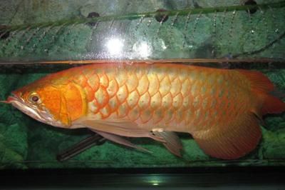 金龍魚長不大怎么辦：金龍魚生長緩慢怎么辦