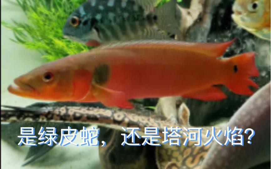 如何判斷孔雀龍魚的年齡？