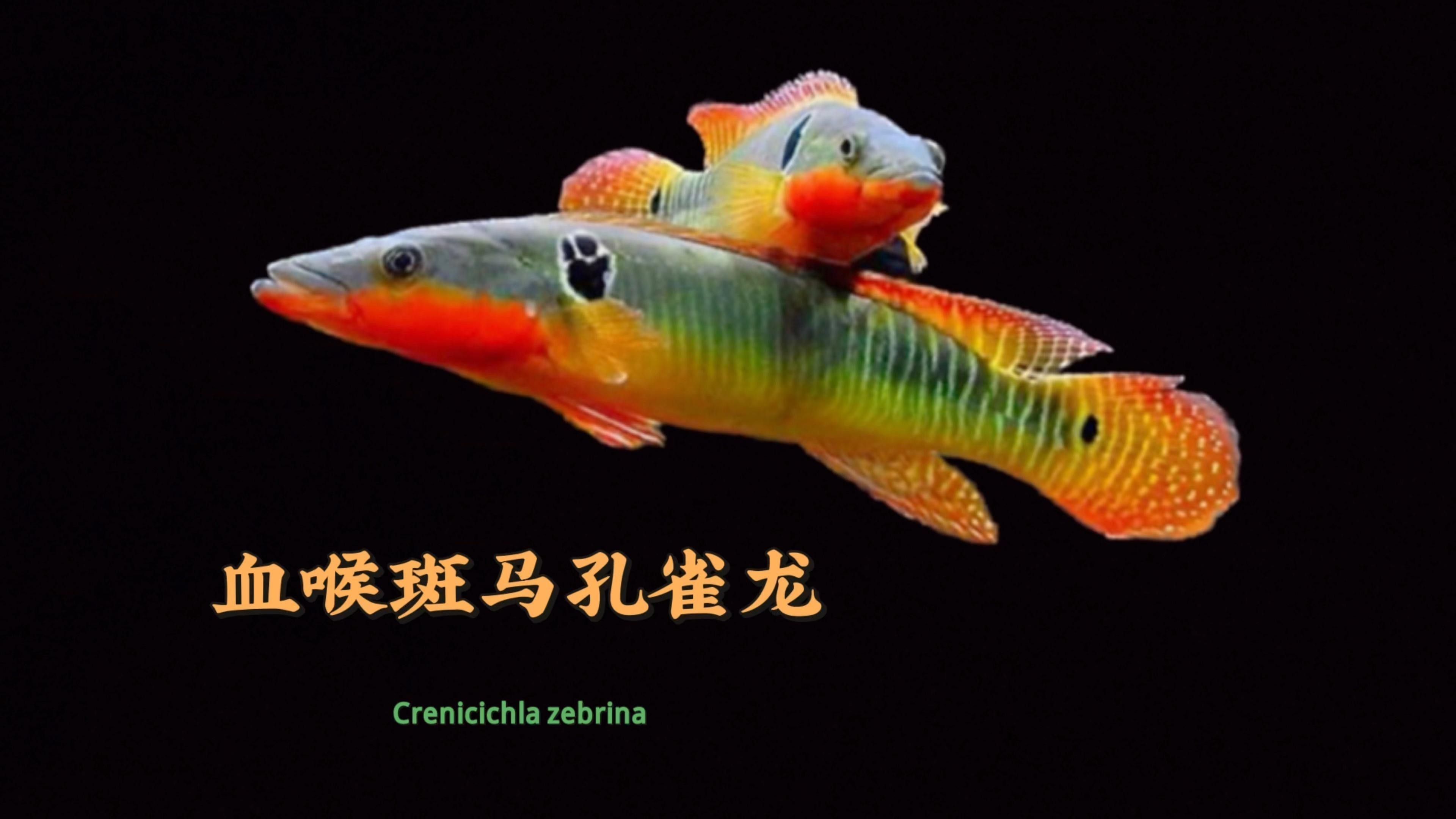 如何判斷孔雀龍魚(yú)的年齡？
