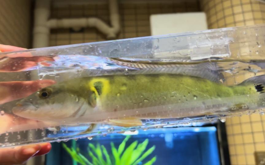 如何判斷孔雀龍魚(yú)的年齡？