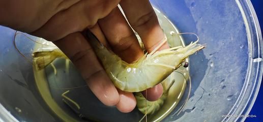 龍魚突然不吃蝦肉怎么回事（龍魚突然不吃蝦肉可能是哪些原因引起的？） 龍魚突然不吃蝦肉怎么回事（龍魚突然不吃蝦肉可能是哪些原因引起的？） 龍魚百科 第2張