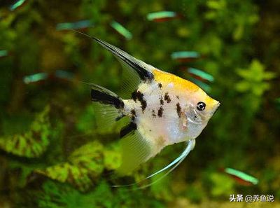 龍魚突然不吃蝦肉怎么回事（龍魚突然不吃蝦肉可能是哪些原因引起的？） 龍魚突然不吃蝦肉怎么回事（龍魚突然不吃蝦肉可能是哪些原因引起的？） 龍魚百科 第1張