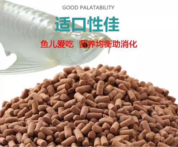 小銀龍魚怎么養(yǎng)及喂養(yǎng)技巧圖解