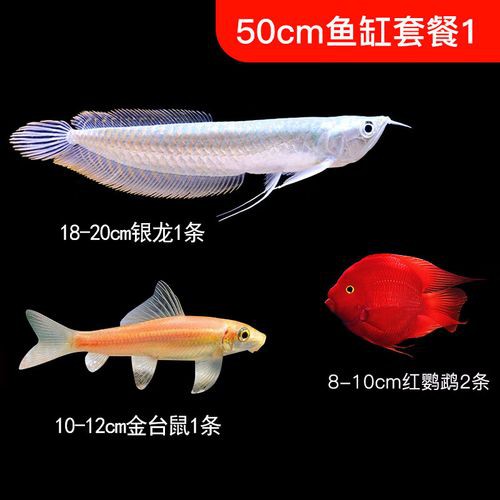 小銀龍魚怎么養(yǎng)及喂養(yǎng)技巧圖解