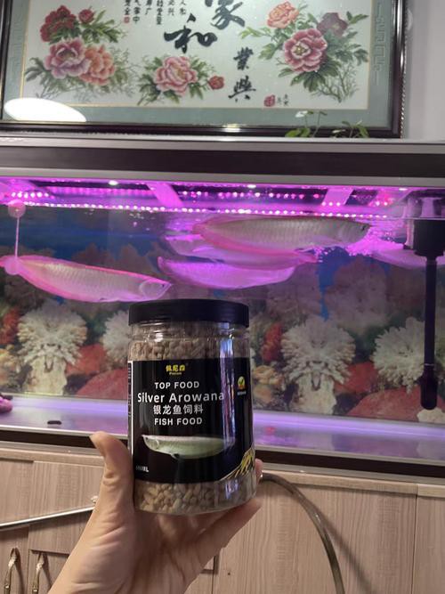 小銀龍魚怎么養(yǎng)及喂養(yǎng)技巧圖解