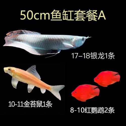 小銀龍魚怎么養(yǎng)及喂養(yǎng)技巧圖解